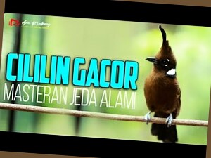 mpo gacor